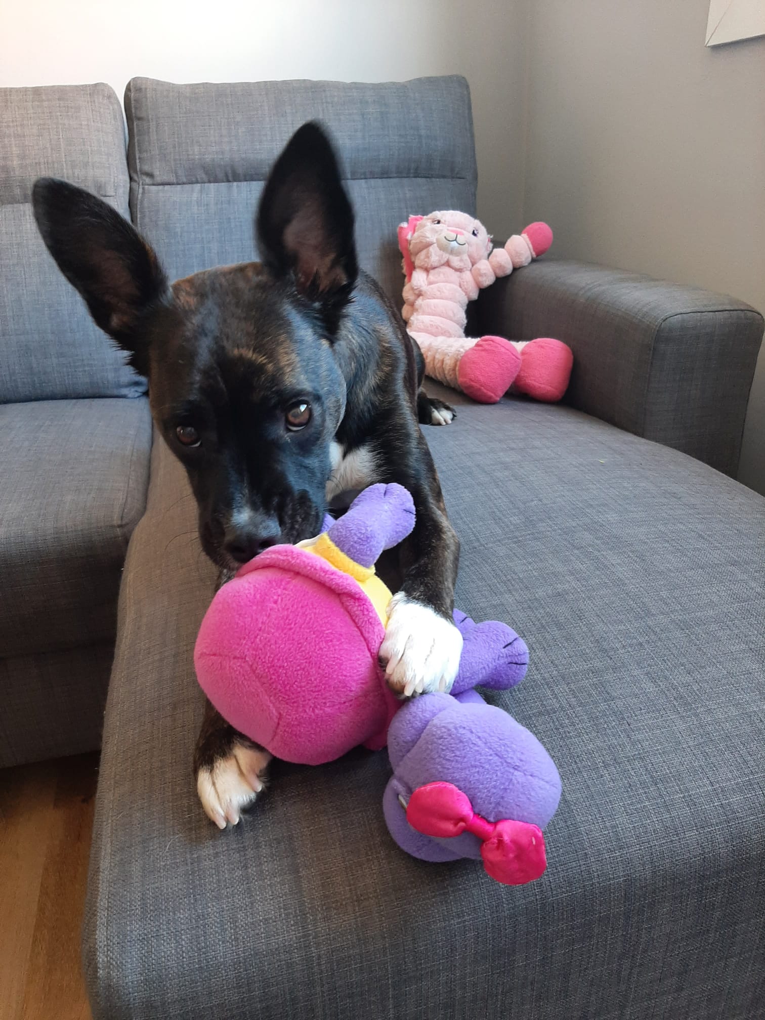 Cão preto com brinquedo colorido num sofá cinzento