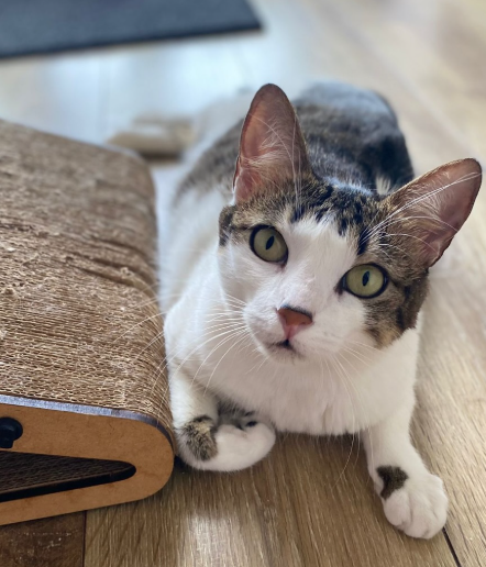 Gato branco e rajado deitado no chão