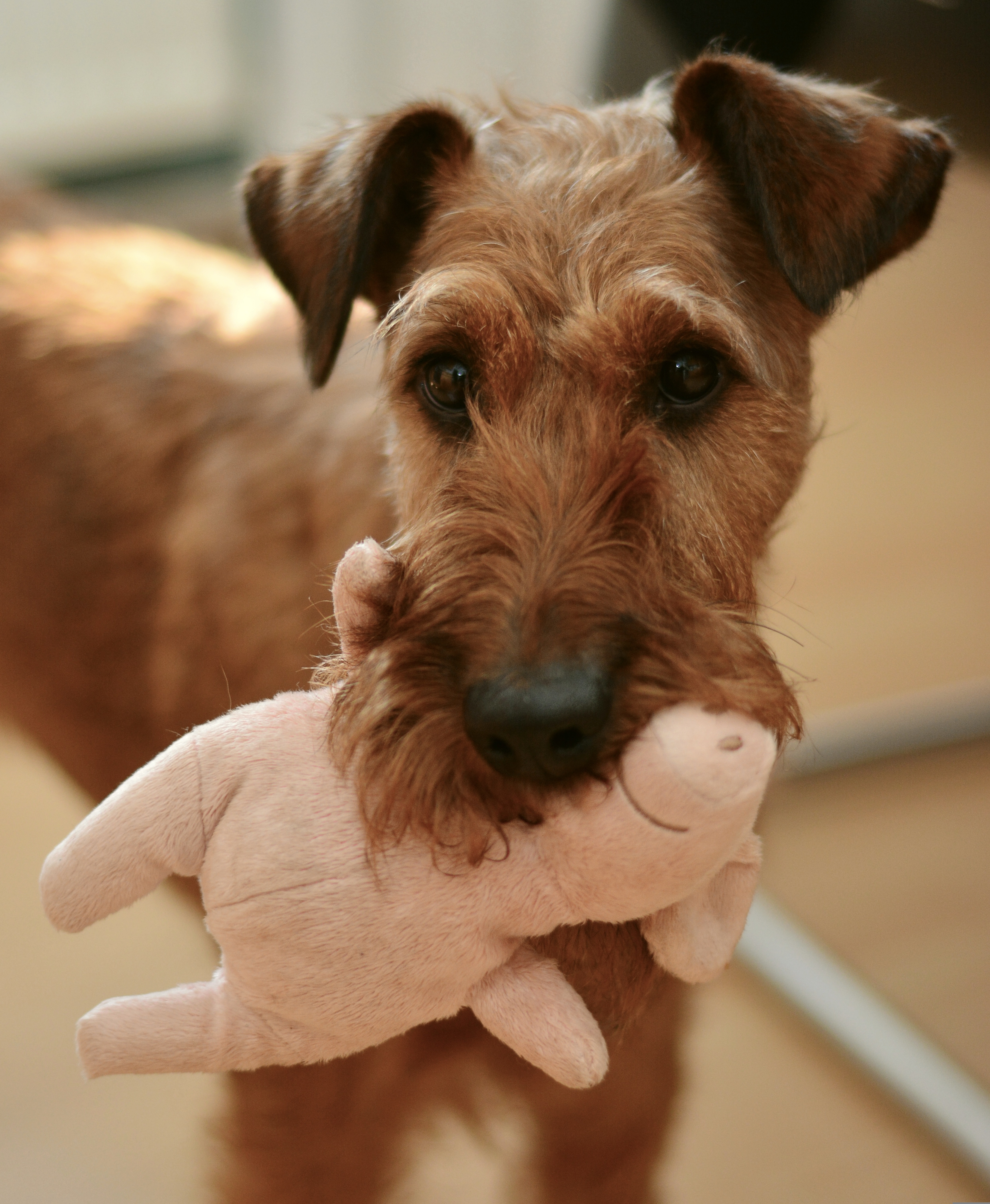 Cão castanho com um ursinho de peluche