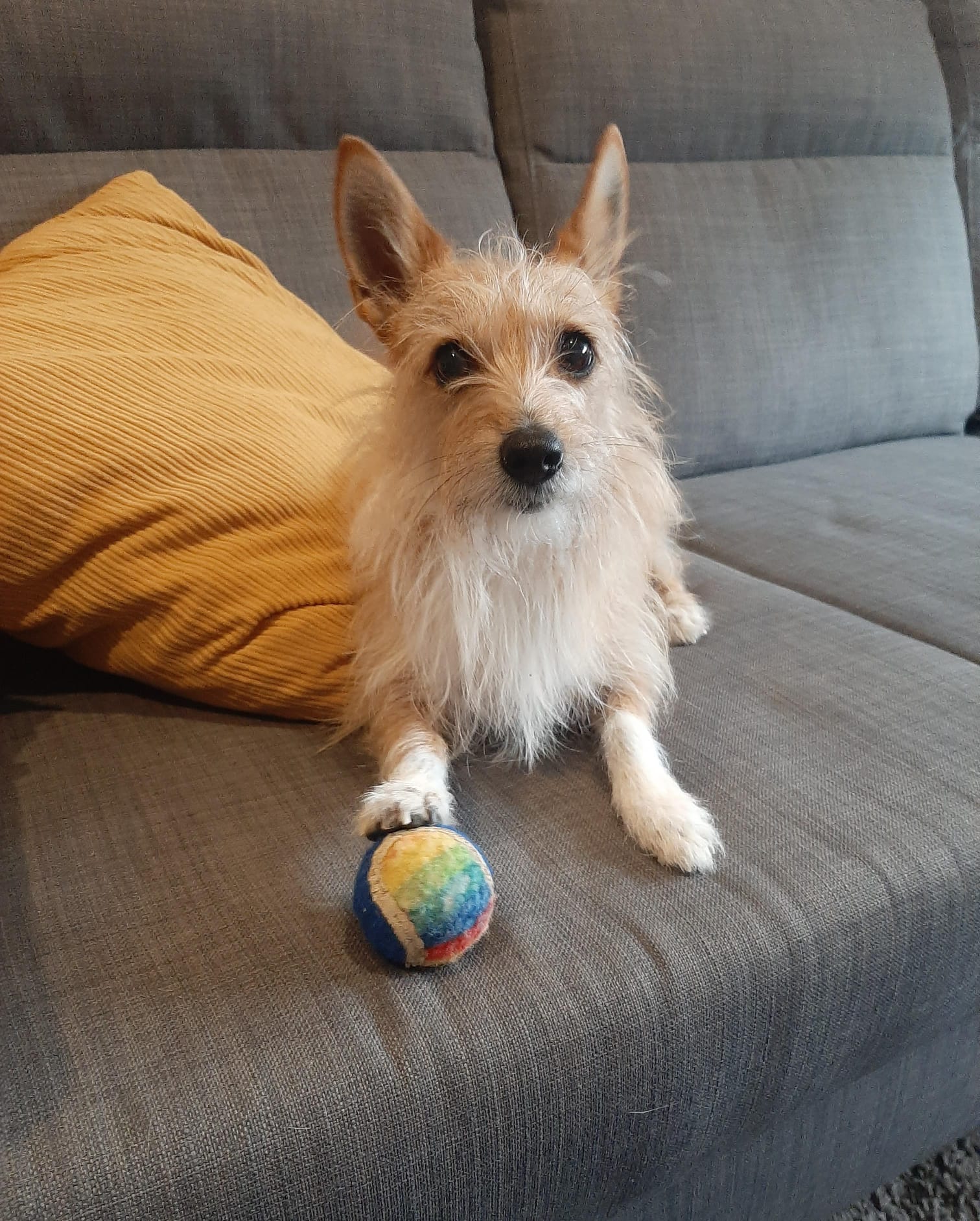 Cão claro com bola colorida no sofá