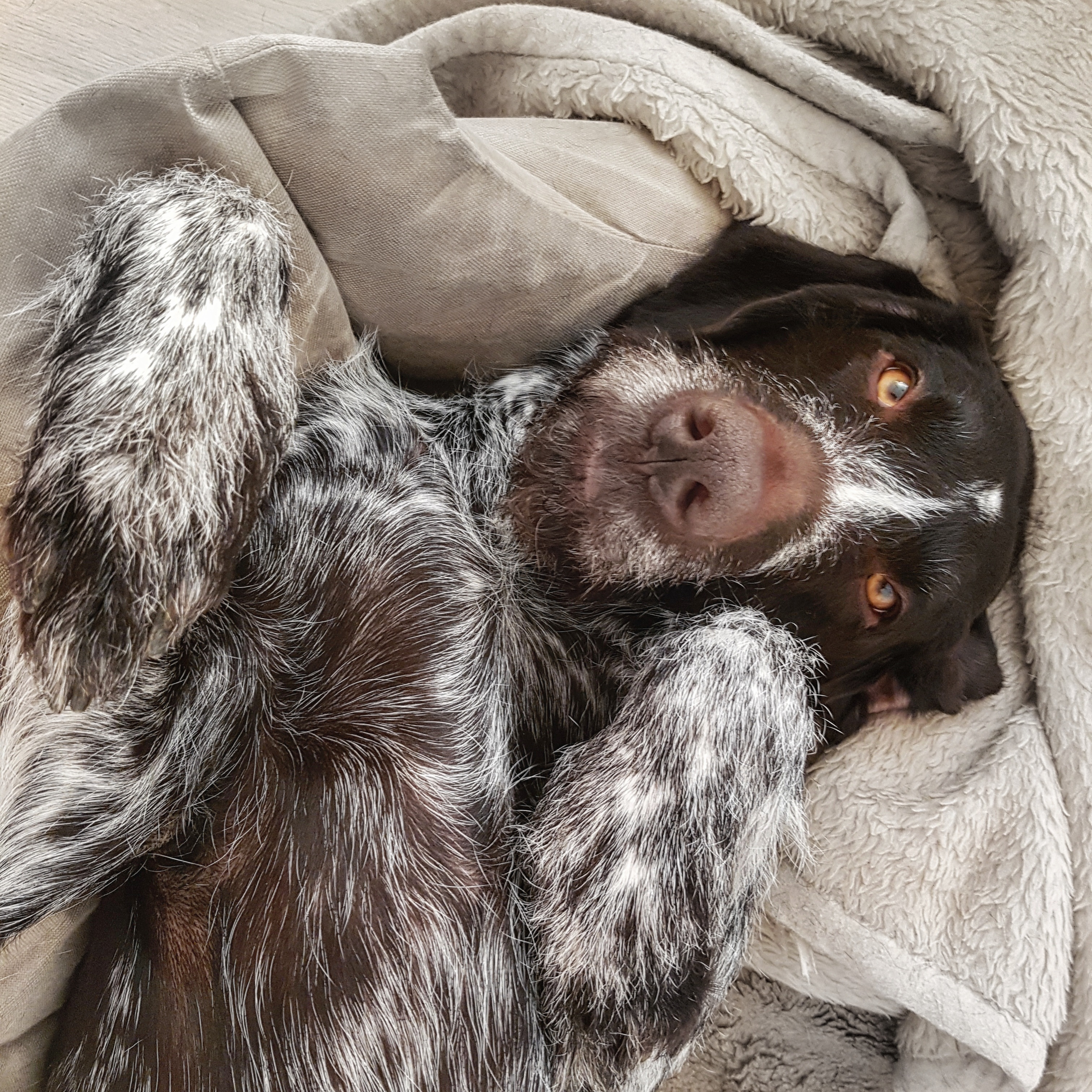 Cão castanho e branco deitado em manta clara