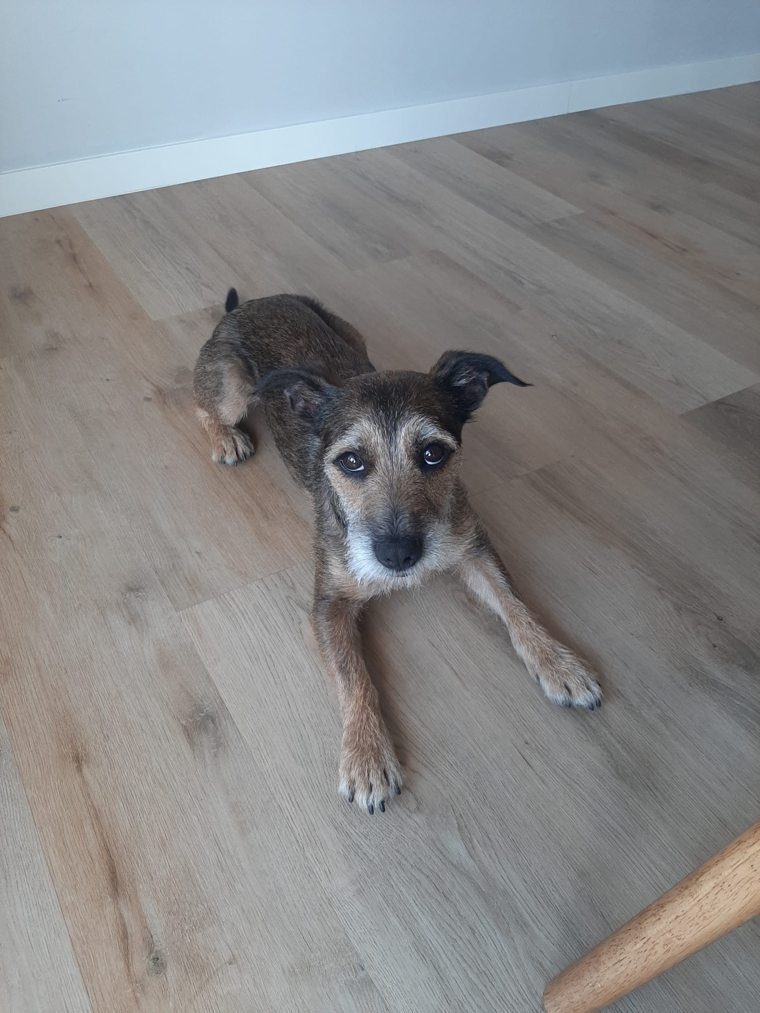 Cão castanho em interior a olhar em frente