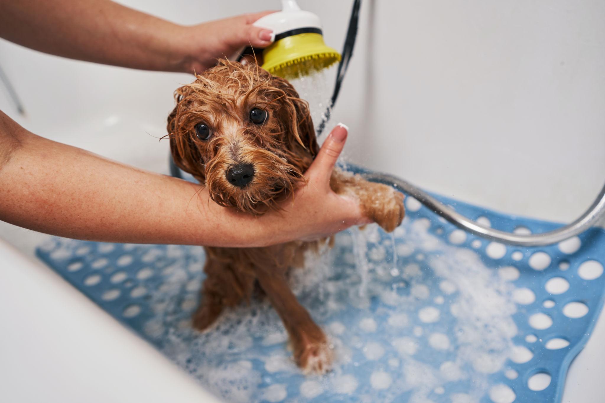 Cão durante banho com chuveiro