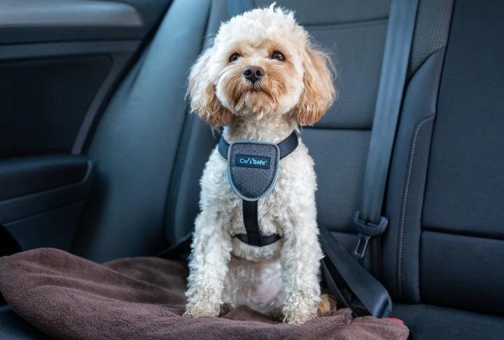 Cão em transporte seguro no carro